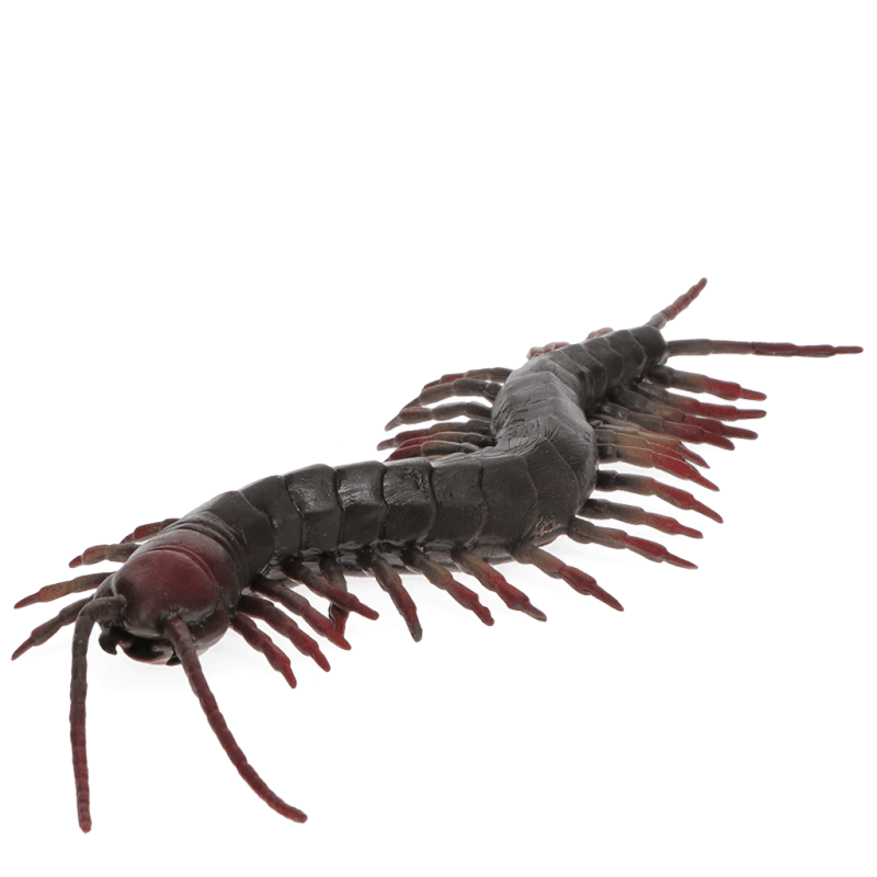 Rex London Realistic Centipede Toy