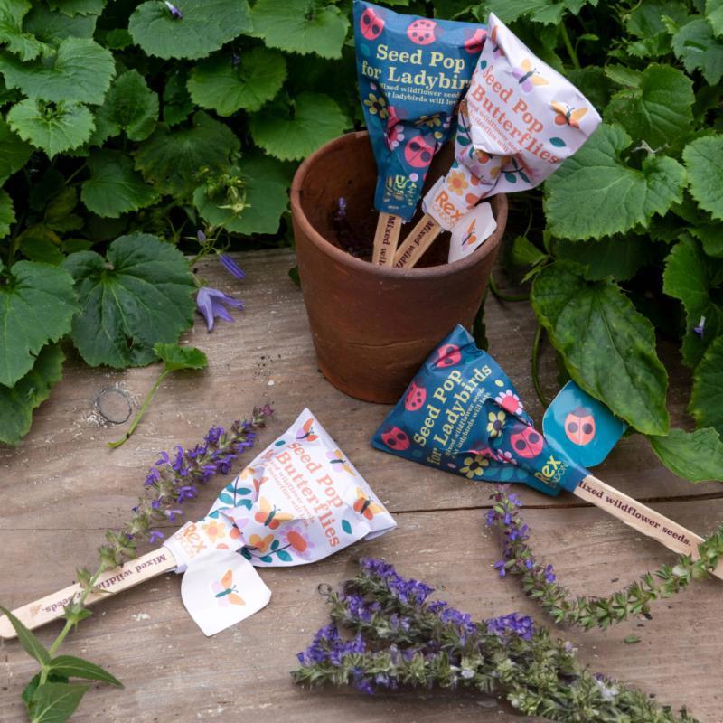rex london Seed pops - Wildflower seeds (assorted - SINGLE)