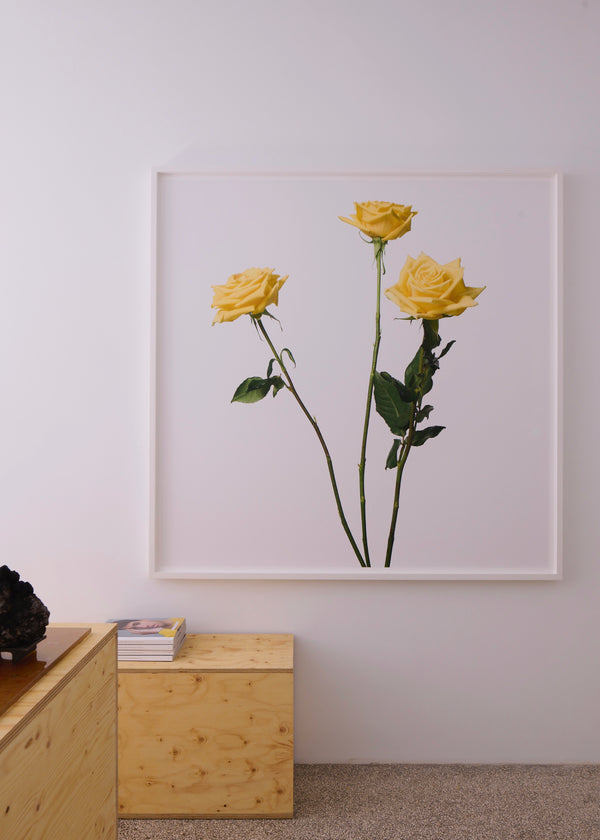 Rika Studios Inez And Vinoodh / 3 YELLOW ROSES 2013