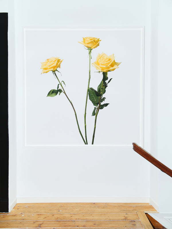 rika studios Inez and Vinoodh / 3 YELLOW ROSES 2013