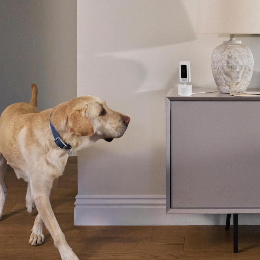 Ring Pet Enhanced Kit Pan Tilt Indoor Cam With Pet Tag