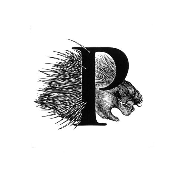 rory dobner P – Presley Porcupine Intricate Ink Print