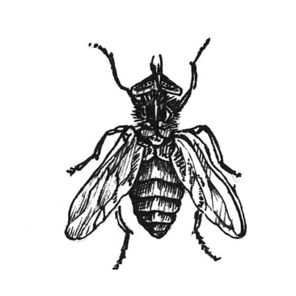 rory dobner Fly on the Wall Intricate Ink Print