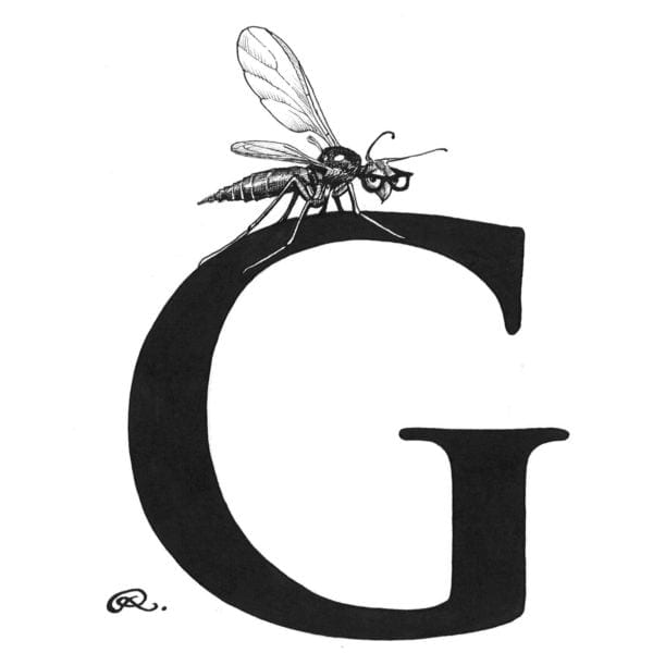 rory dobner G – Genius Gnat Intricate Ink Print