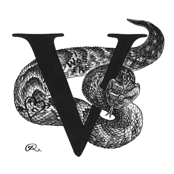 rory dobner V – Vandalised Viper Intricate Ink Print