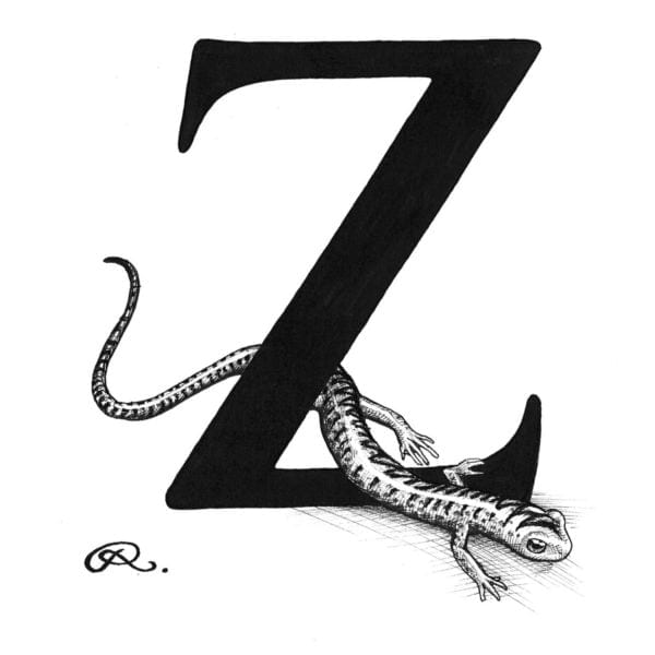 rory dobner Z – Zig Zag Salamander Intricate Ink Print