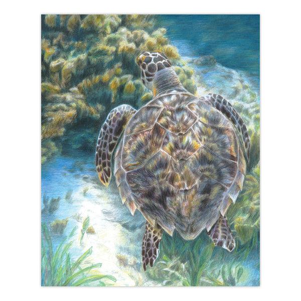 Royal And Langnickel CPN20 | Colour Pencil By Numbers™ 13pc 8.75" X 11.75" Sea Turtle Project