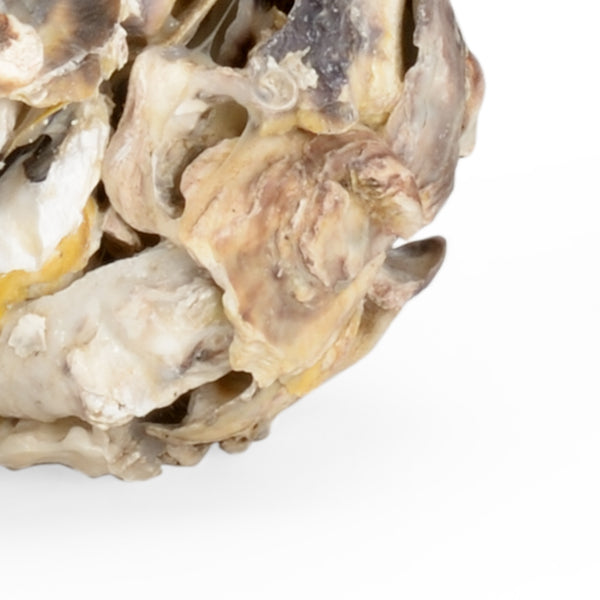 Safavieh Oyster Shell Candleholder (Pr) | Chelsea House - 384571