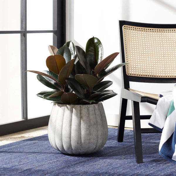 Safavieh Kaston Planter | Safavieh - PAT1522