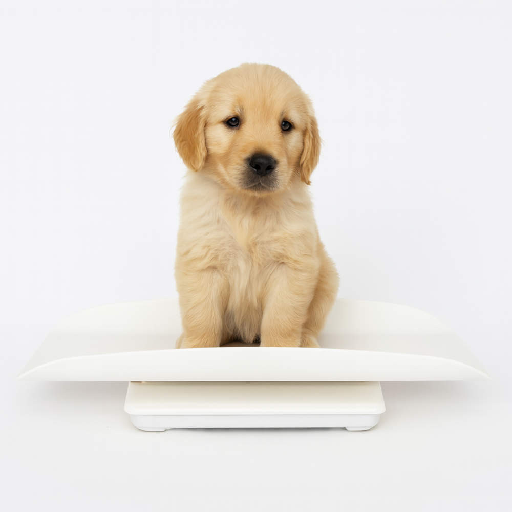 Salter 2-in-1 Digital Baby Scale