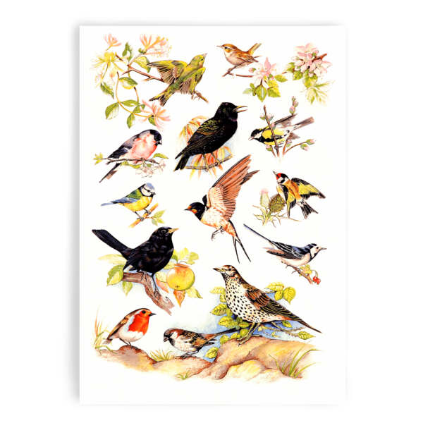 samuel lamont & sons British Birds Tea Towel