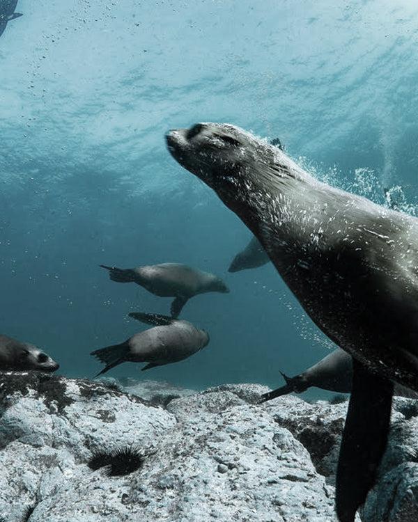 sarah & sebastian Donation to Australian Marine Conservation Society