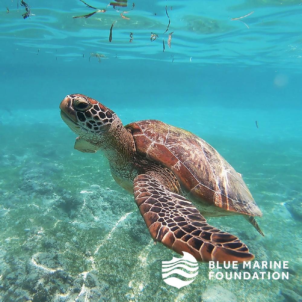 Scarlettsbags Turtle Conservation Laptop Case Small