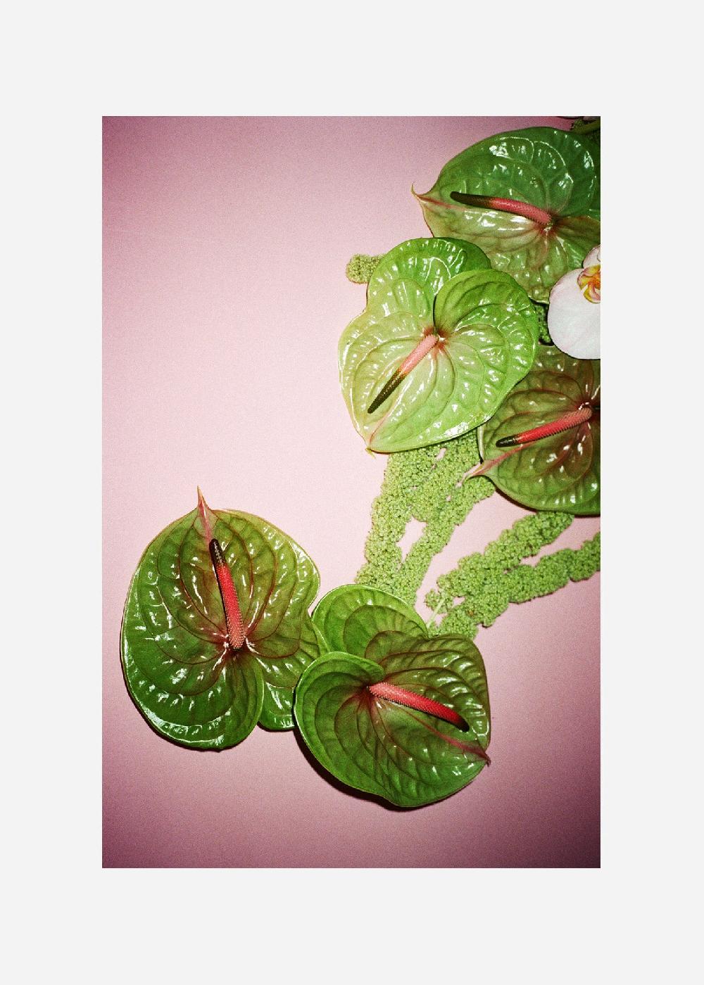 schoenstaub Paper Print Fiori 3