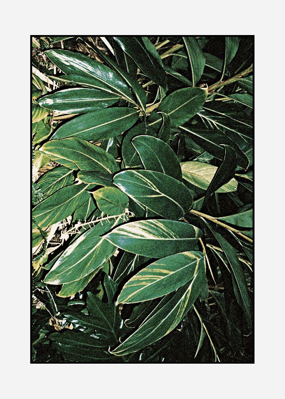 schoenstaub Rug Tropicana 4 Green