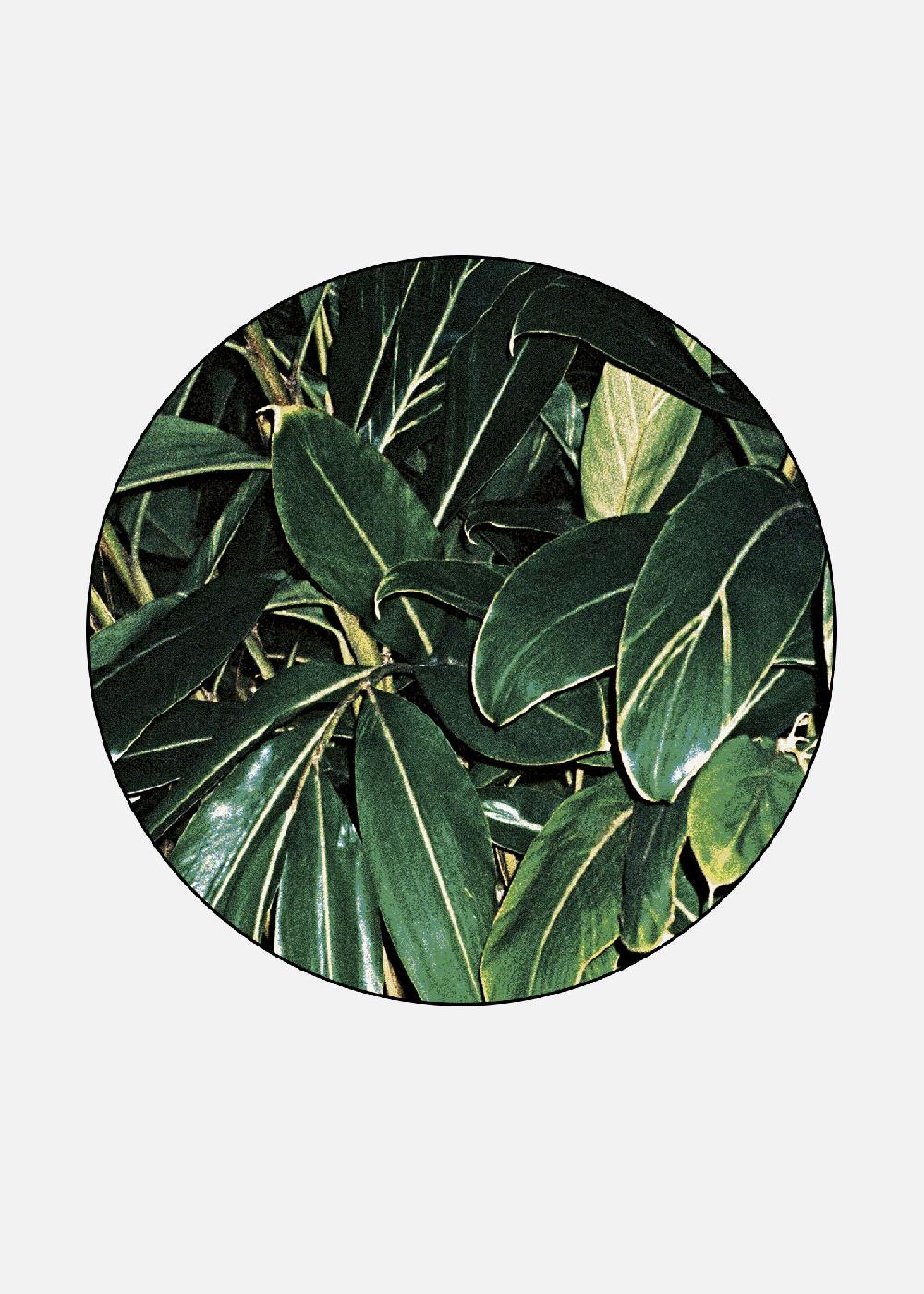 schoenstaub Rug Tropicana 4 Green