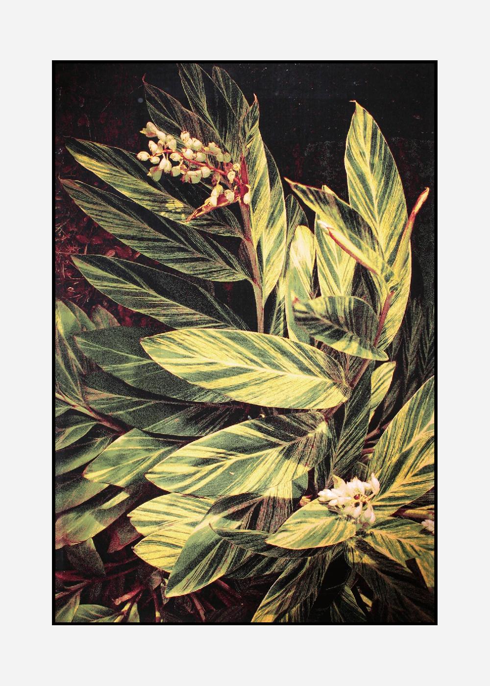 schoenstaub Rug Tropicana 5 Green