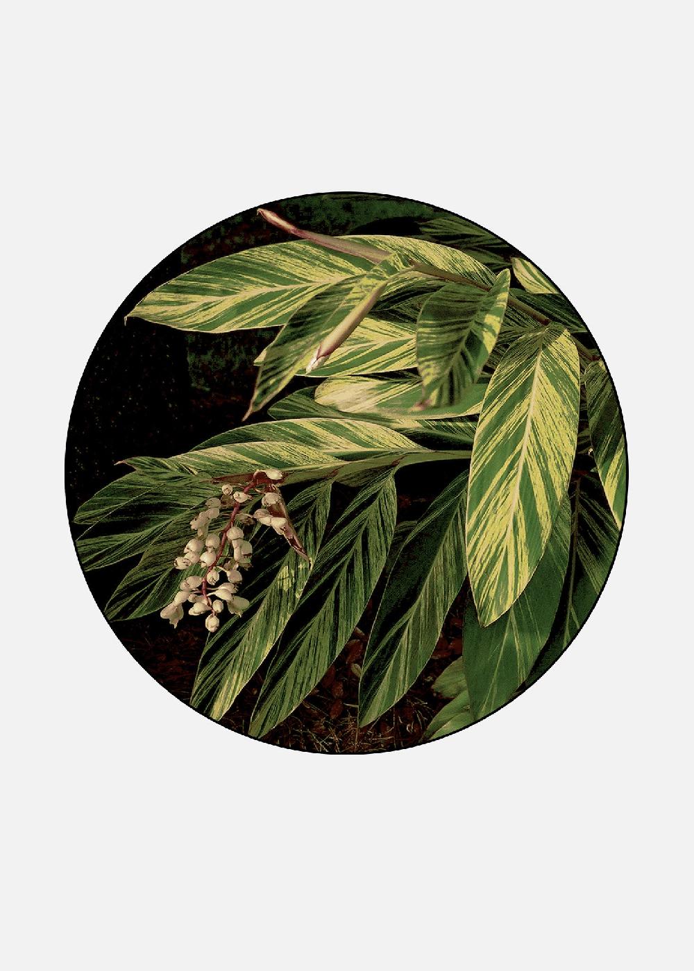 schoenstaub Rug Tropicana 5 Green