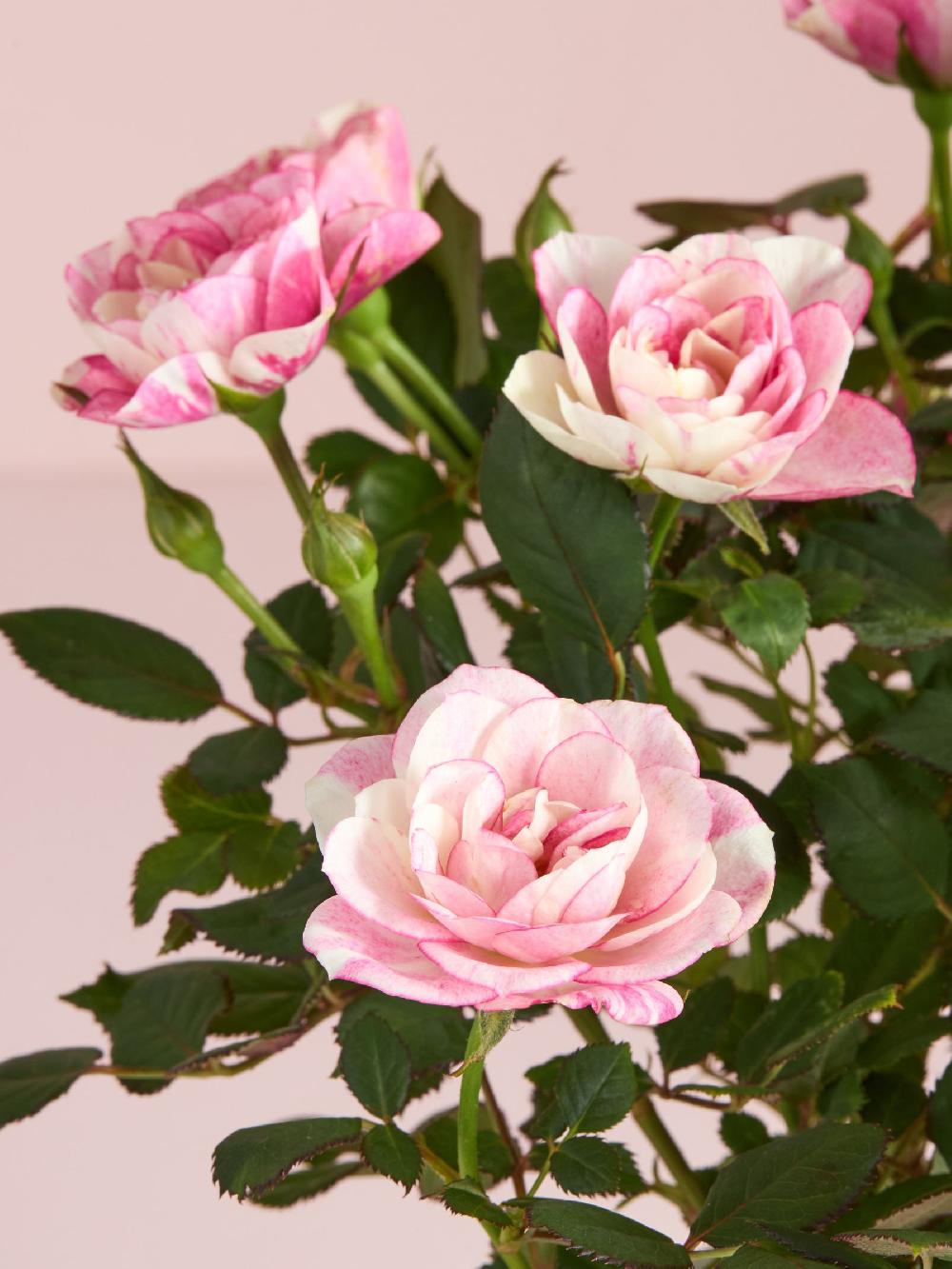 seraphine Pink Rose Real Plant in Ceramic Watering Can