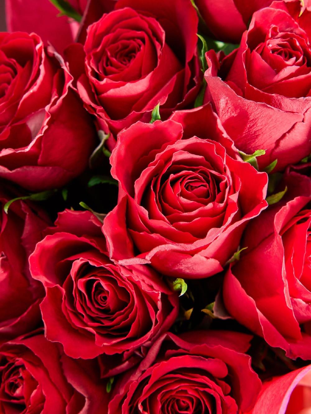 seraphine Red Valentine's 12 Roses Fresh Flower Bouquet