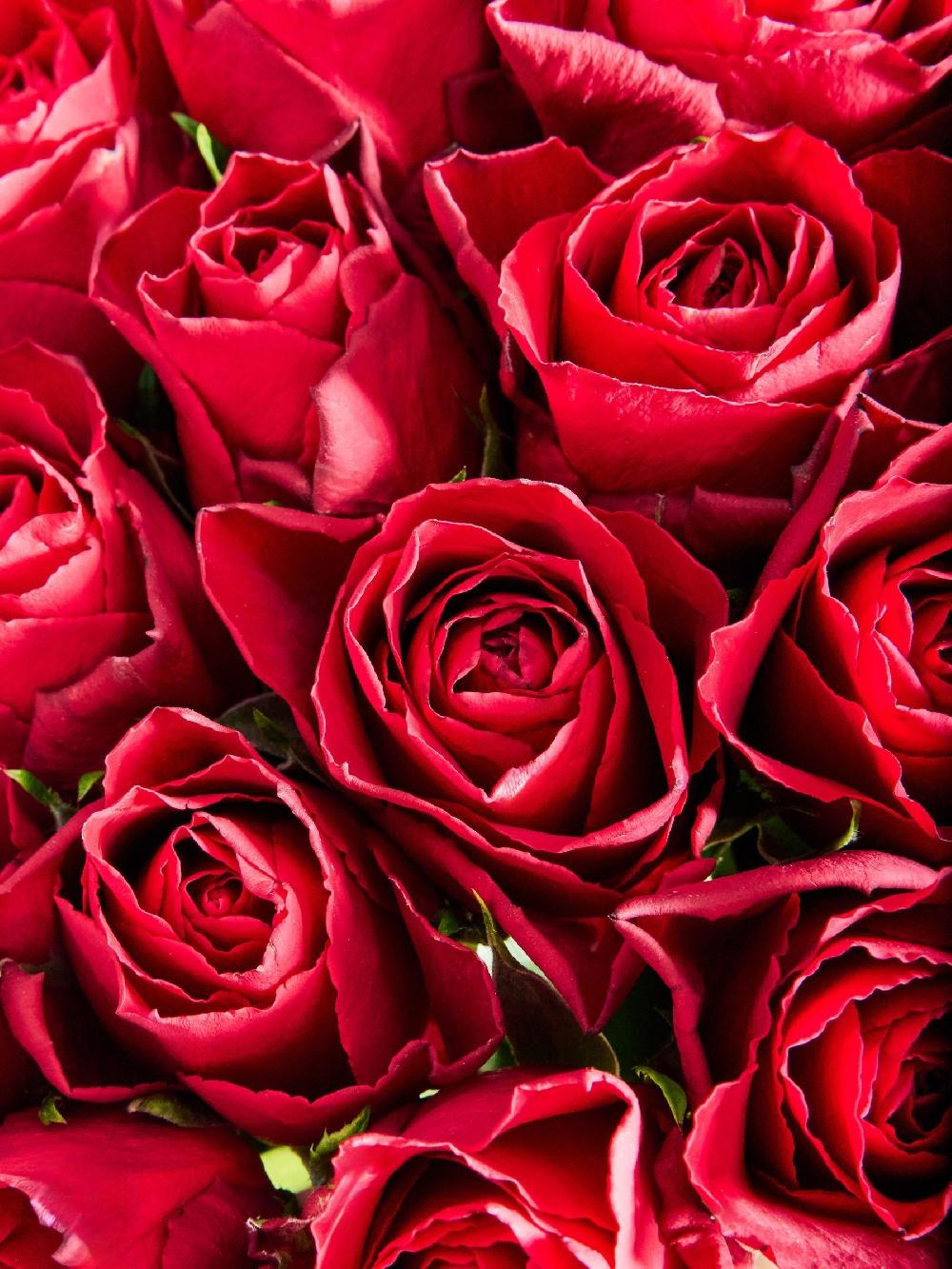 seraphine Red Valentine's 24 Roses Fresh Flower Bouquet