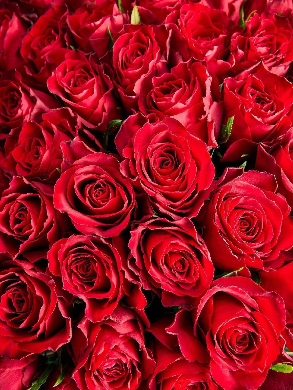 seraphine Red Valentine's 60 Roses Fresh Flower Bouquet