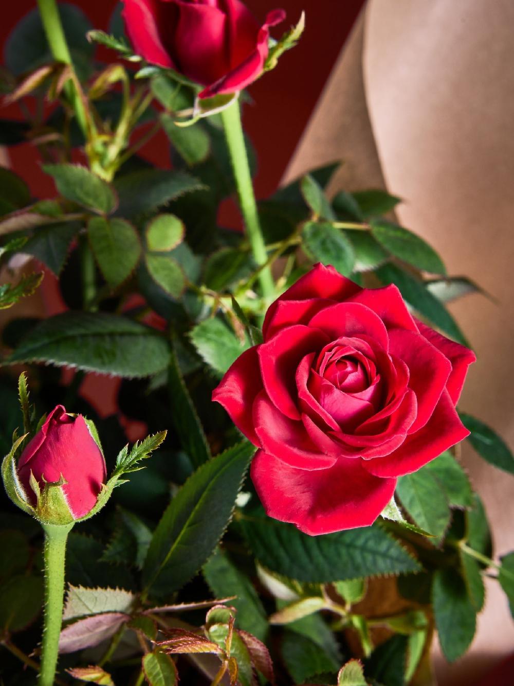 seraphine Red Valentines Rose Gift Set Wrapped Real Plant