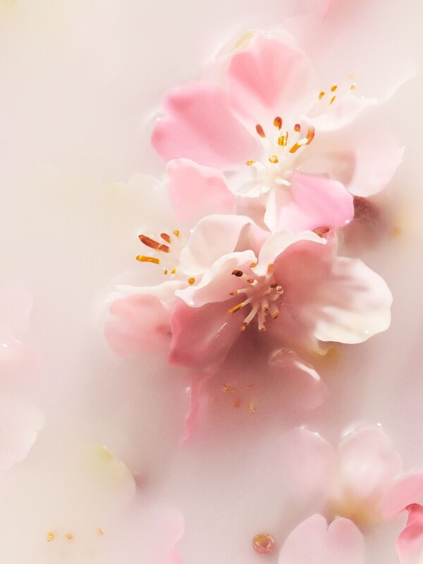Seraphine Rituals Pink Sakura Cherry Blossom Rice Milk Trial Gift Set (Worth Over £27)