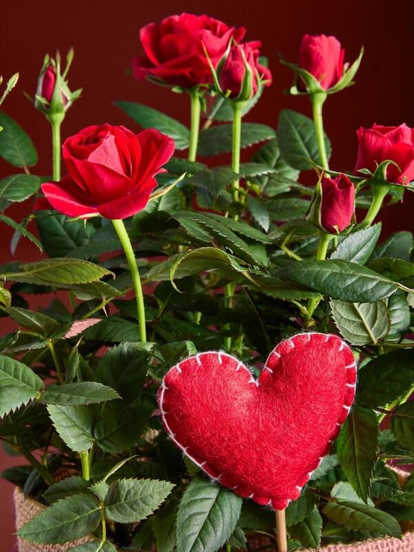 Seraphine Red Valentines Rose Letterbox Real Plant