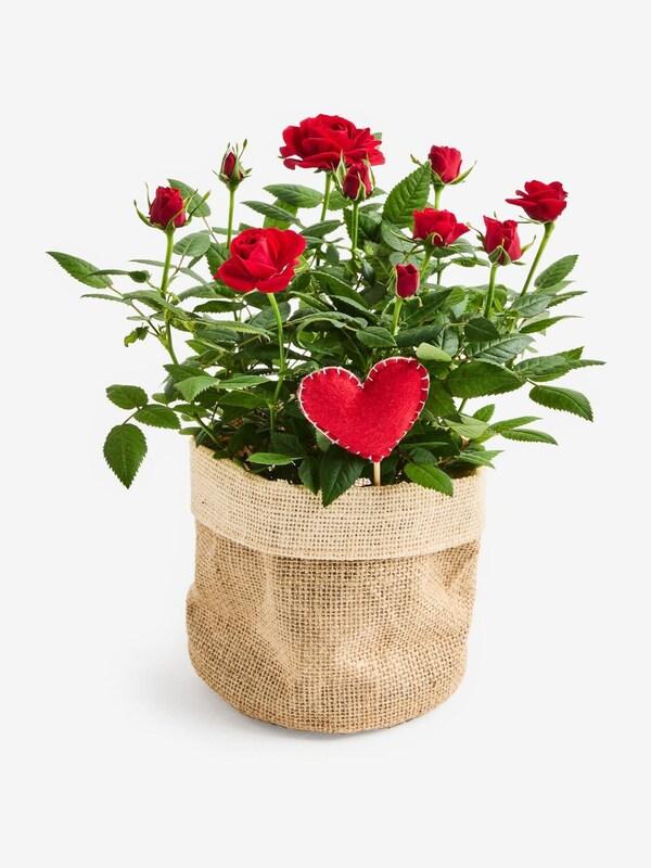 Seraphine Red Valentines Rose Letterbox Real Plant