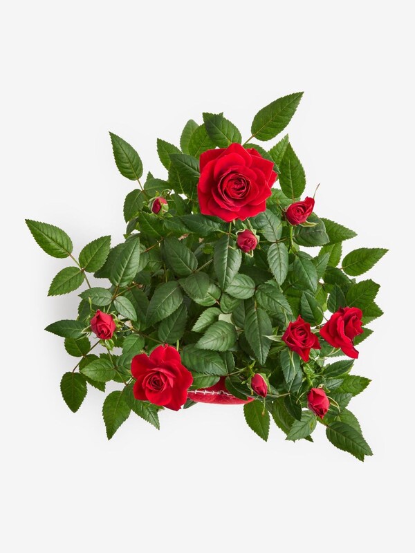 Seraphine Red Valentines Rose Letterbox Real Plant