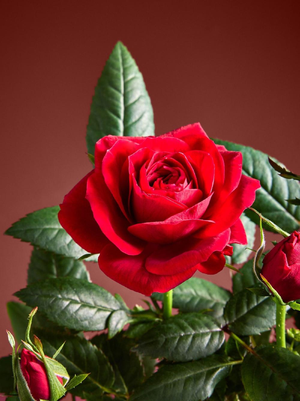 seraphine Red Valentines Rose Letterbox Real Plant