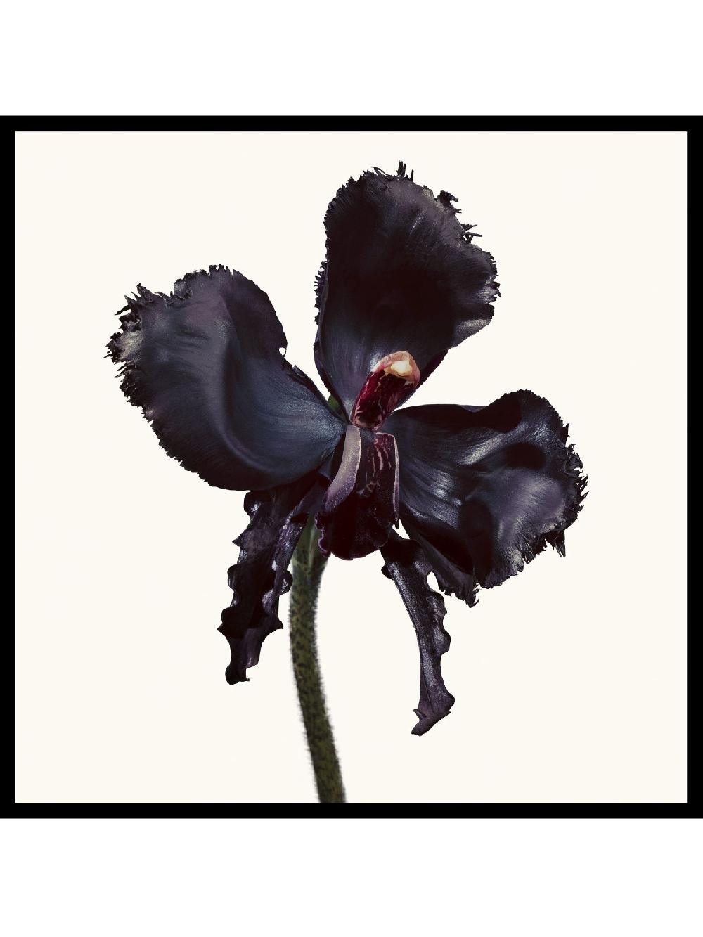 seraphine TOM FORD Black Orchid Reserve Eau de Parfum 50ml