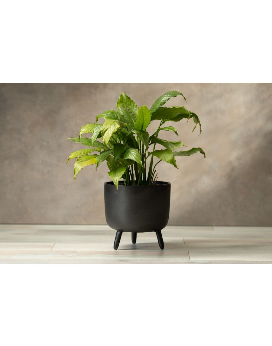sg home Black Robo Planter