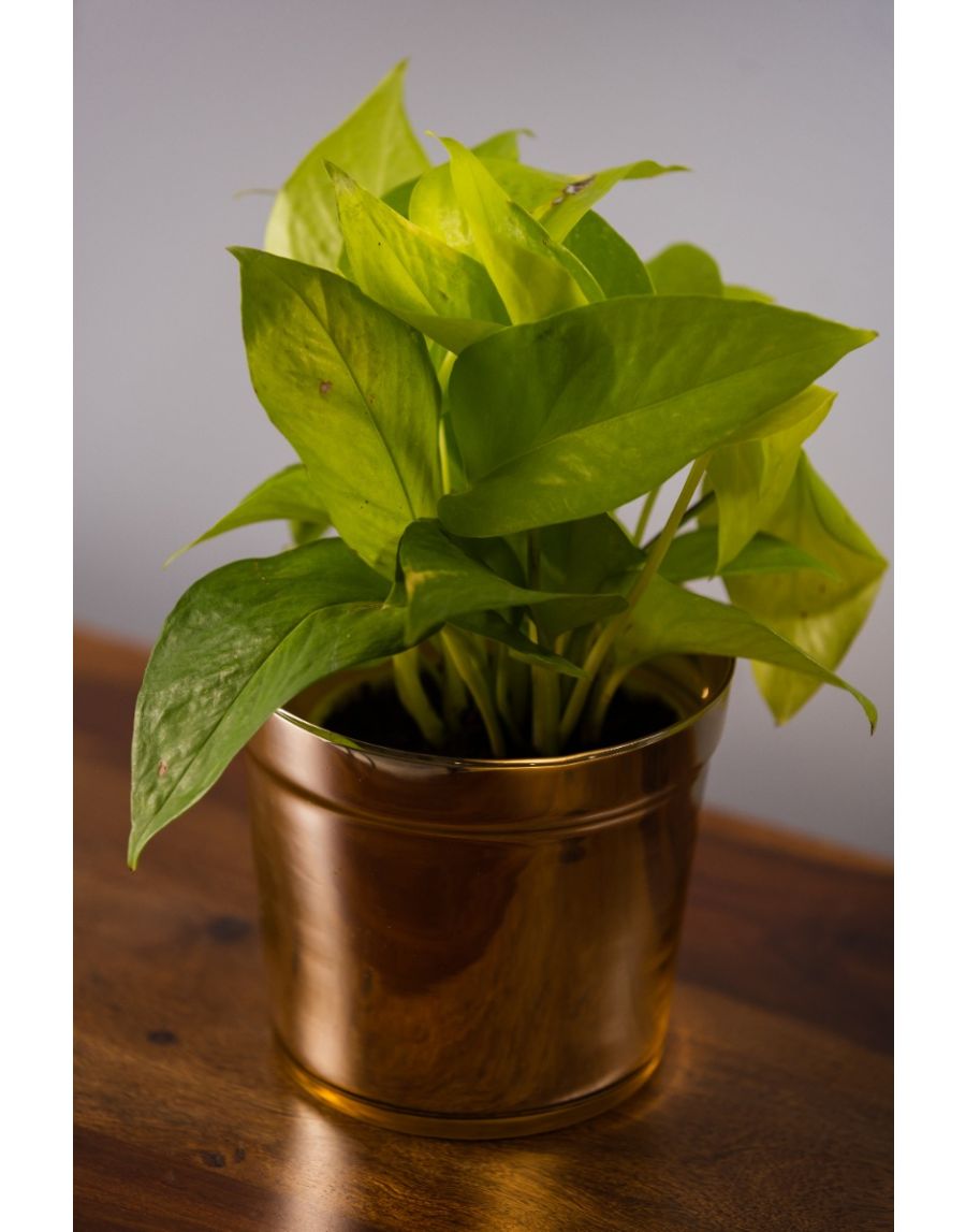 Sg Home Bling Glass Planter