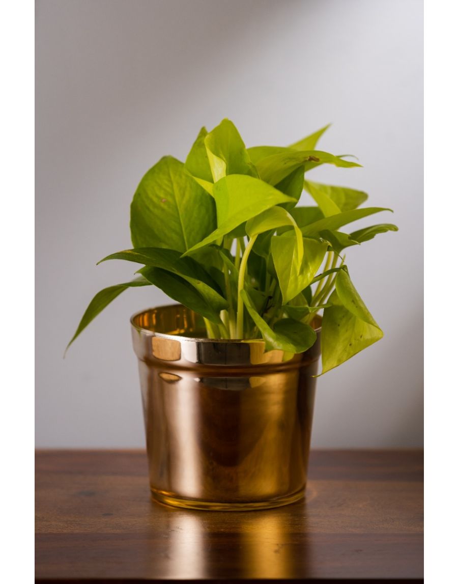 sg home Bling Glass Planter