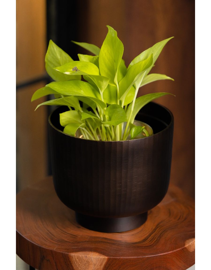 sg home Fluted Chocolate Planter Medium