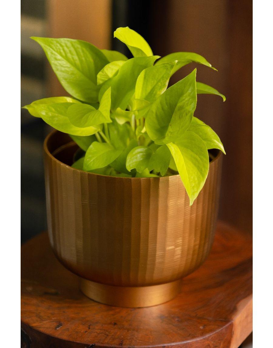 Sg Home Fluted Planter Medium (Golden)