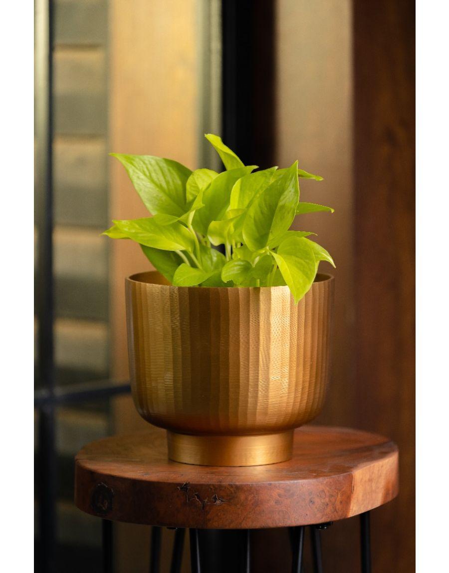 sg home Fluted Planter Medium (Golden)