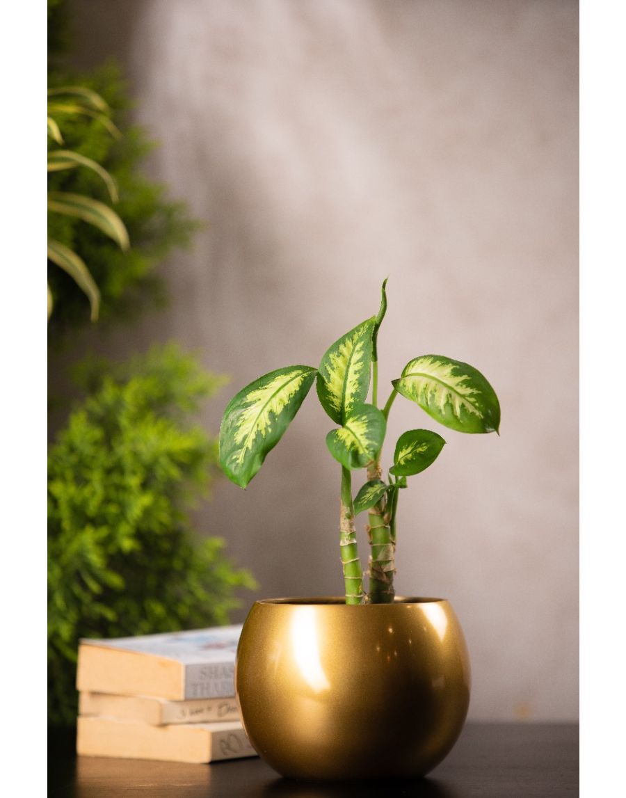 Sg Home Globe Planter (Short)