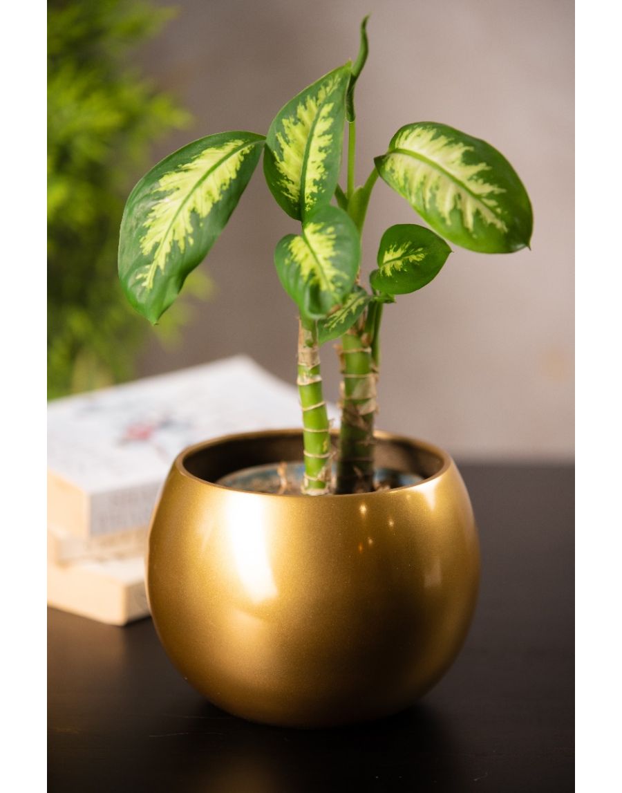 sg home Globe Planter (Short)