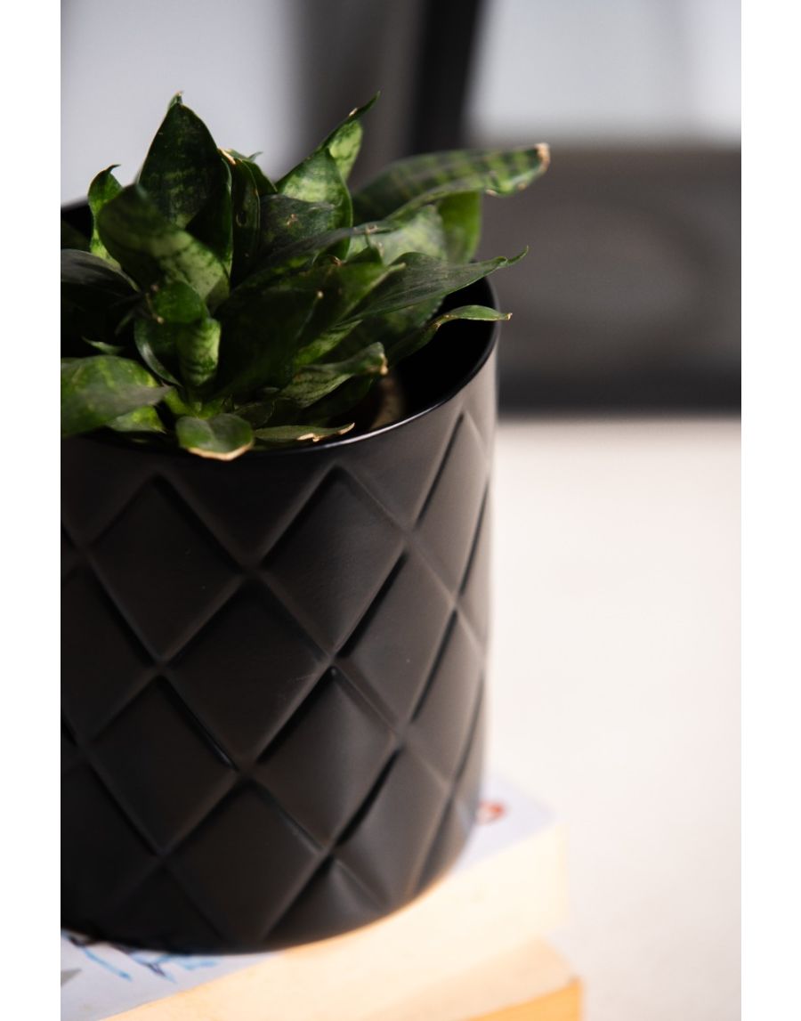 Sg Home Pineapple Planter / Stand