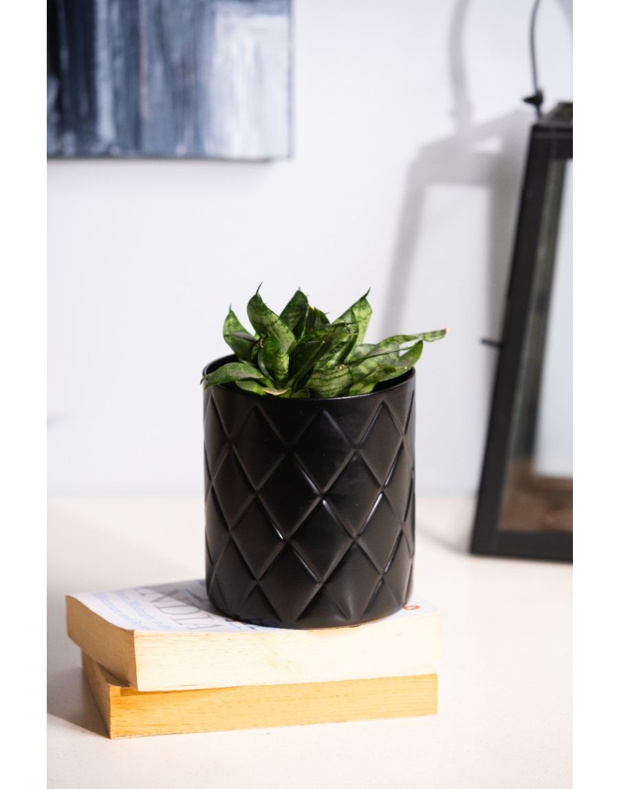 sg home Pineapple Planter / Stand