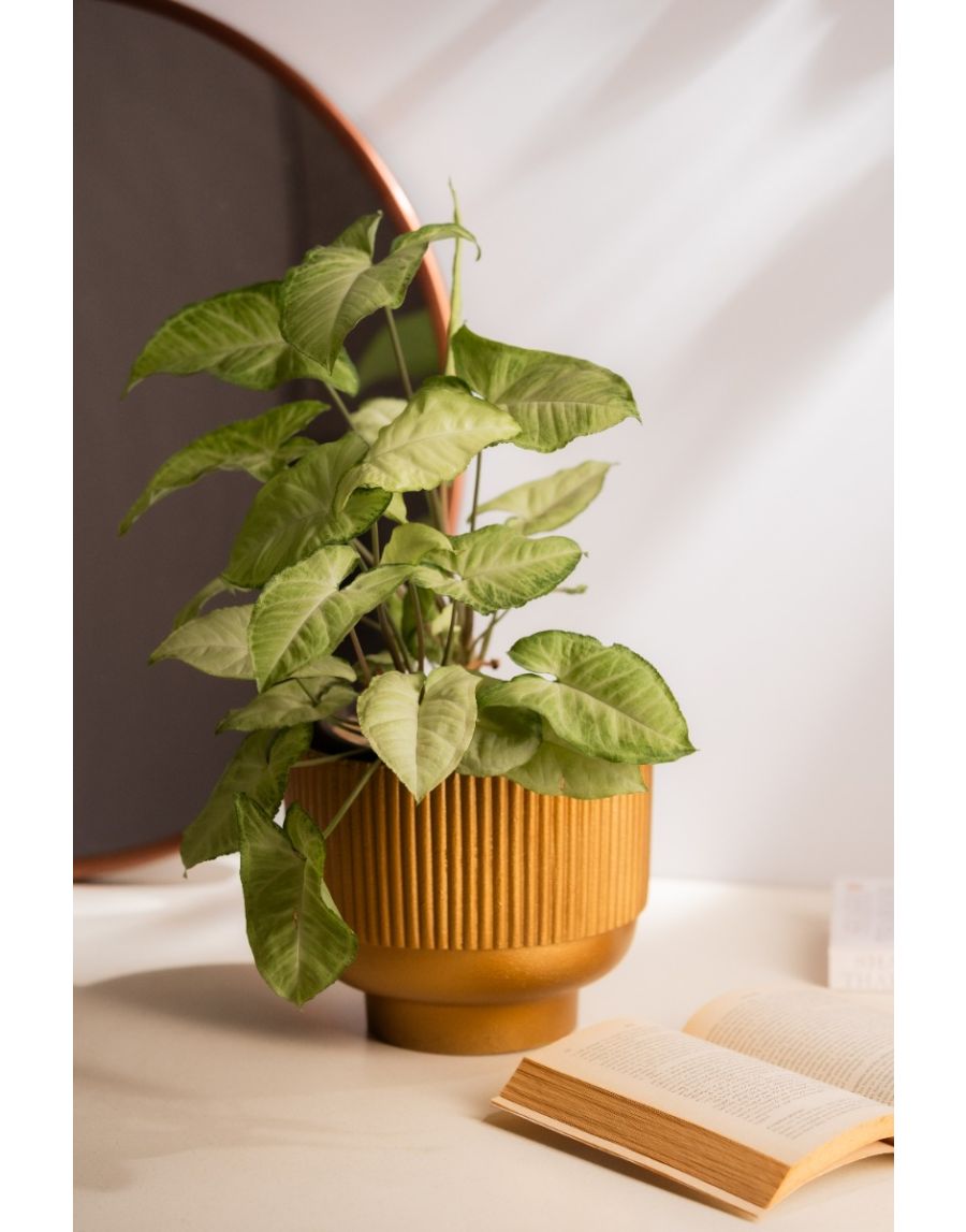 sg home Ribbed Planter (Large)