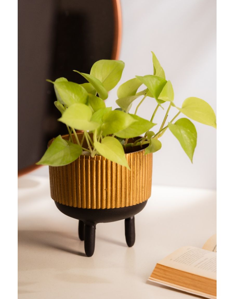 Sg Home Ribbed Robo Planter