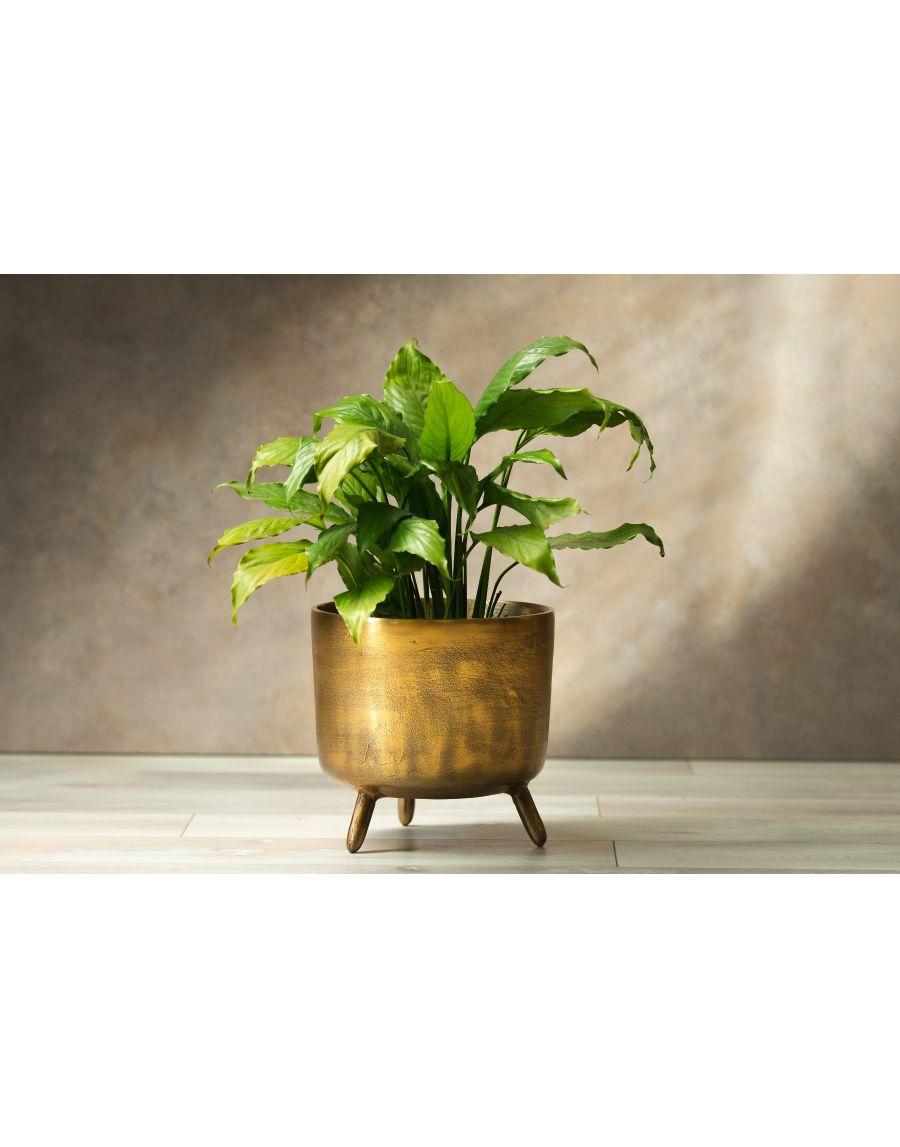 sg home Rustic Robo Planters -Large