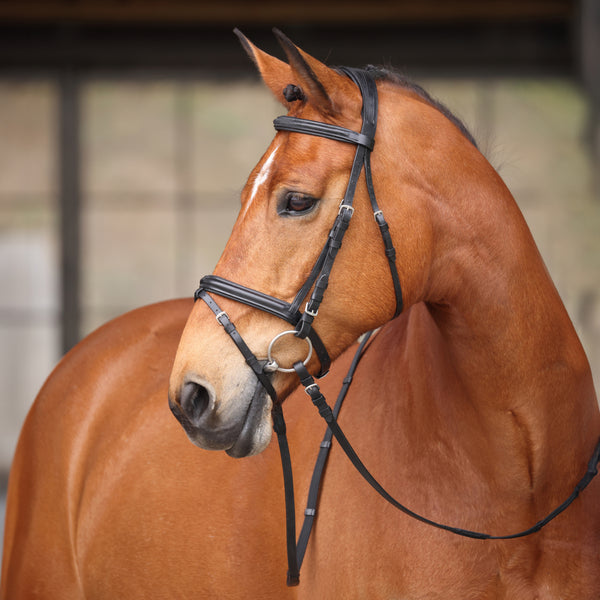 shires Avignon Louisville Bridle