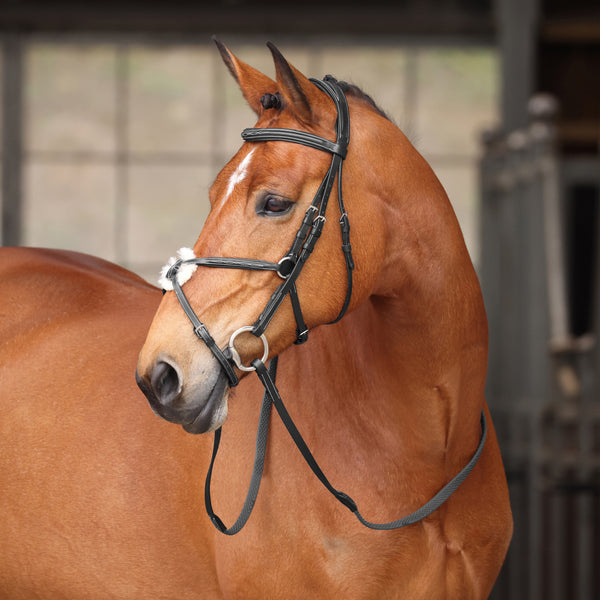shires Avignon Woodside Bridle