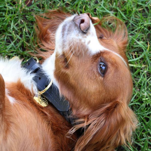 Shires Digby & Fox Plaited Dog Collar
