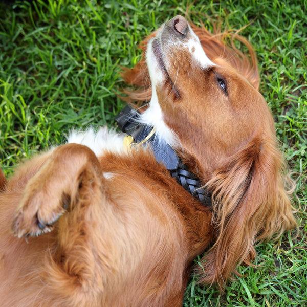 Shires Digby & Fox Plaited Dog Collar